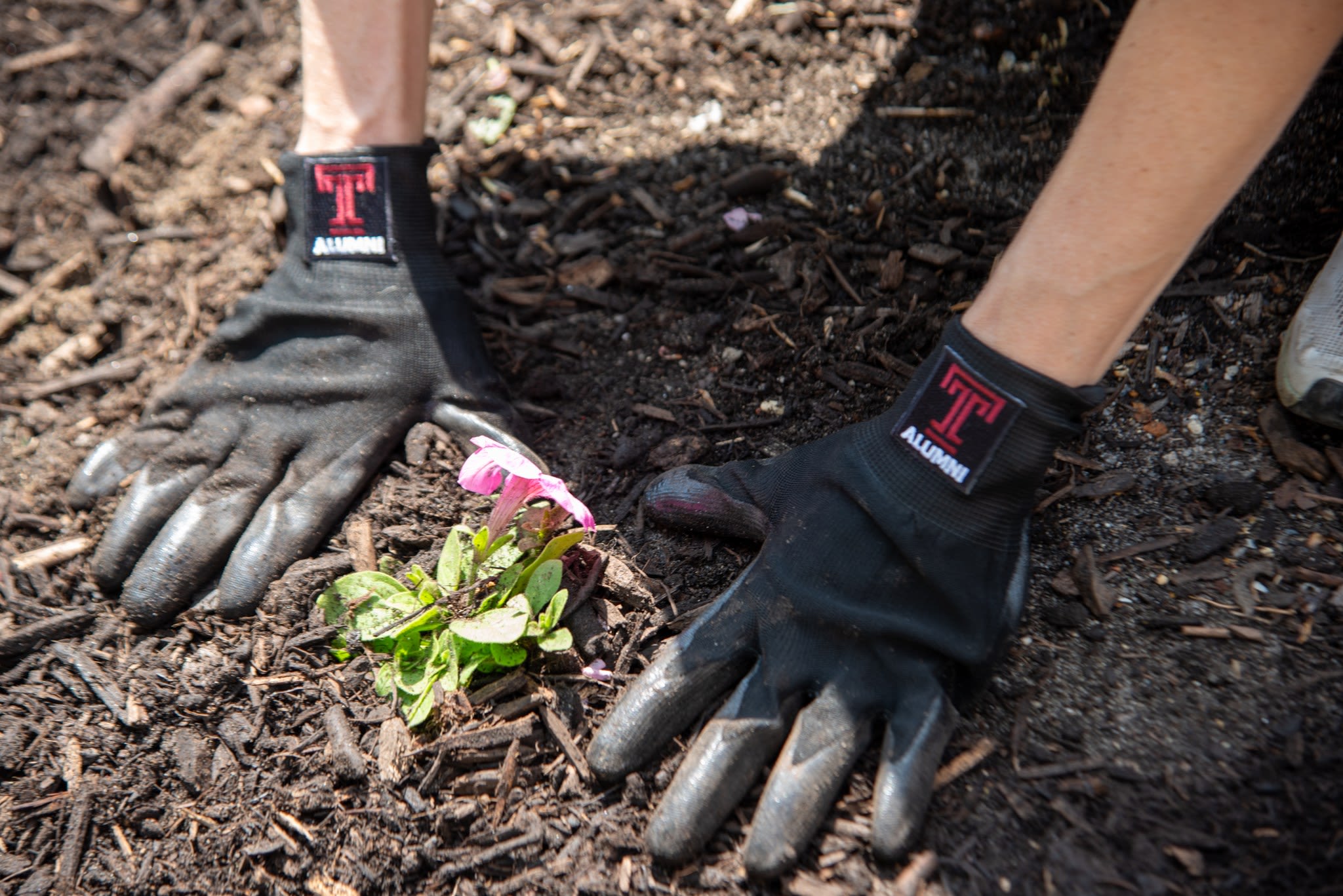 a volunteers hands planting a plant while wearing Temple Alumni gardening gloves