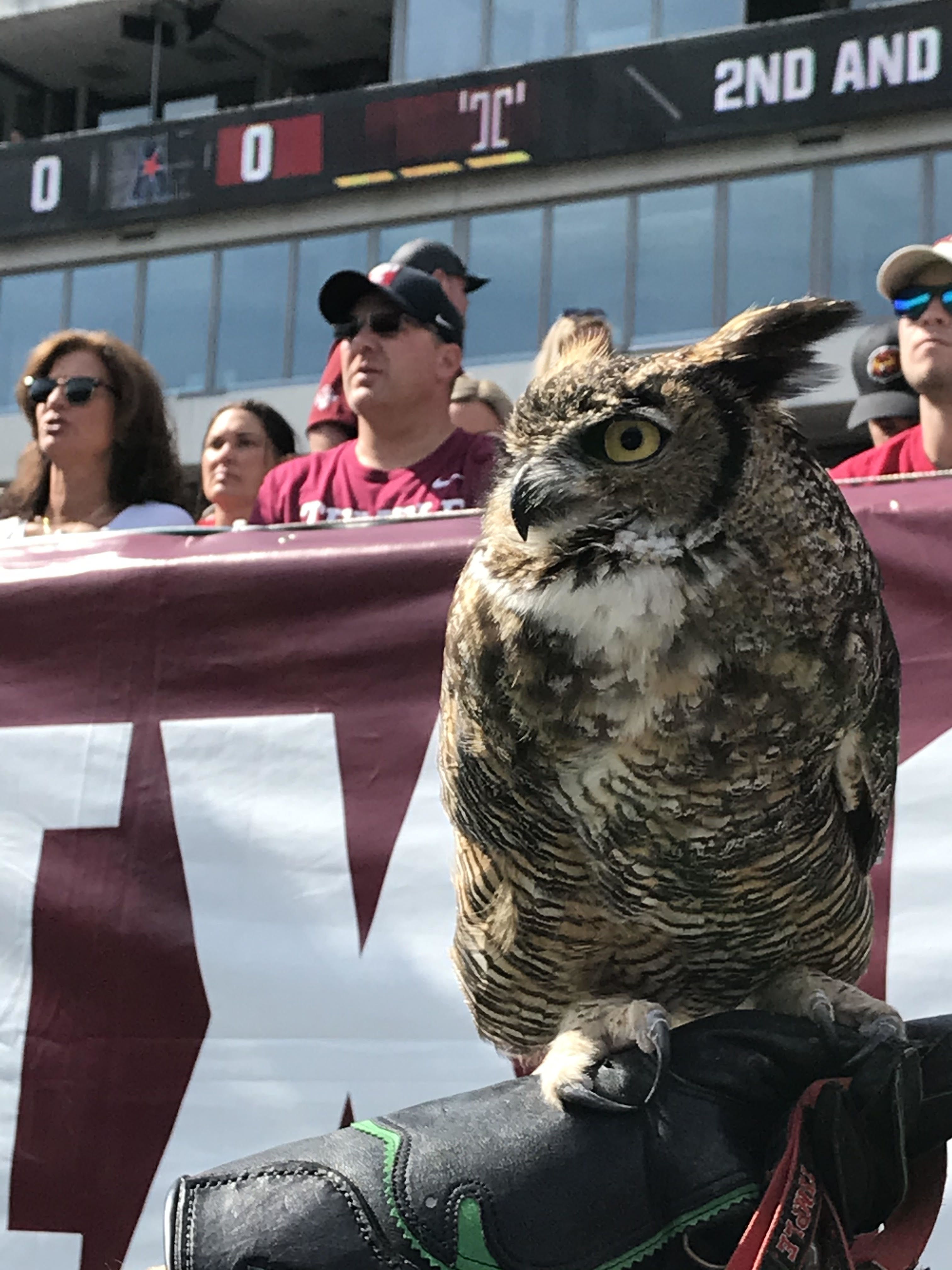 Stella on her Temple Perch at the game