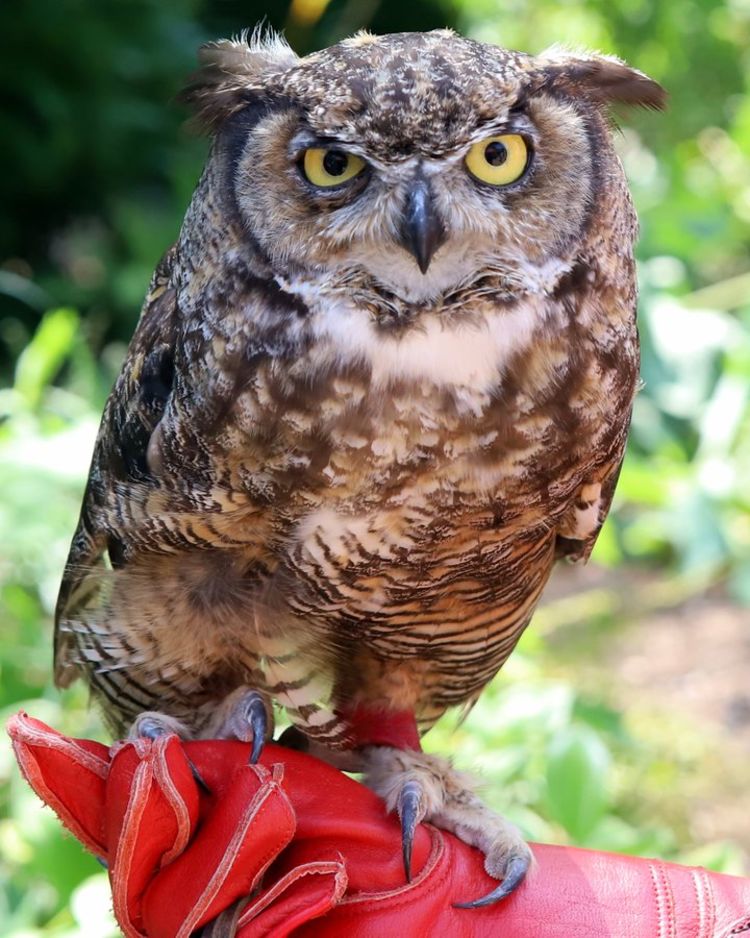 Stella the owl sits on handlers glove