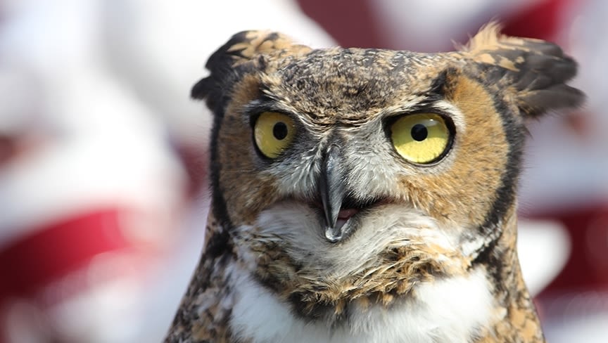 Stella interacts with fans in Temple gear at game
